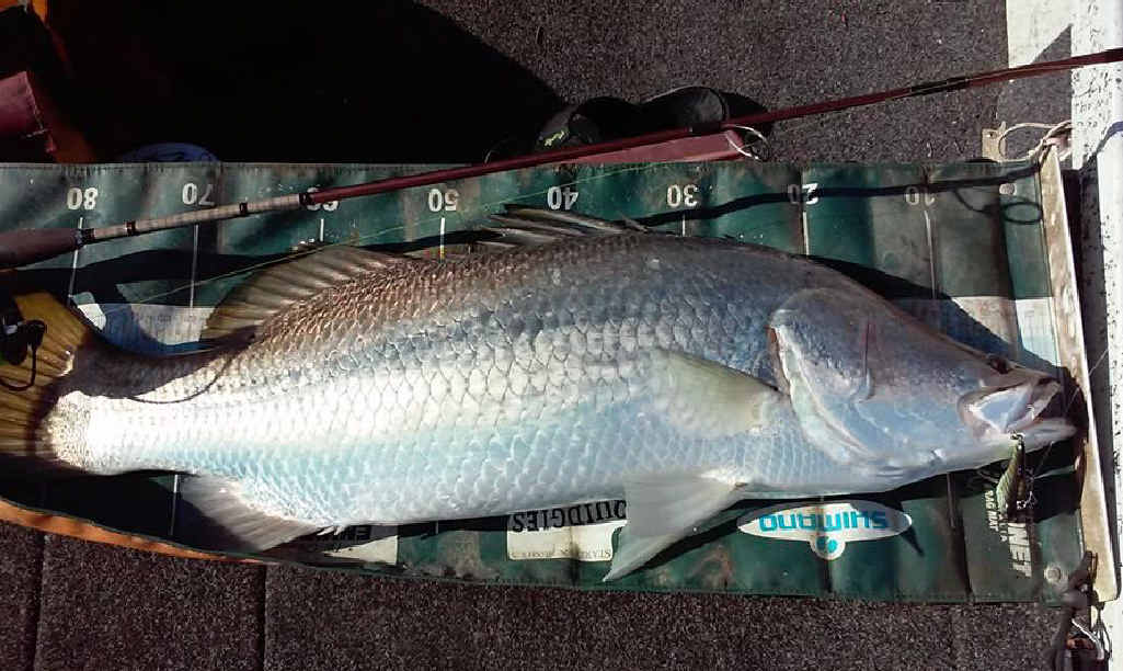 Adrian from The Secret Spot caught this as his last barra for the season. Adrian from The Secret Spot caught this as his last barra for the season.